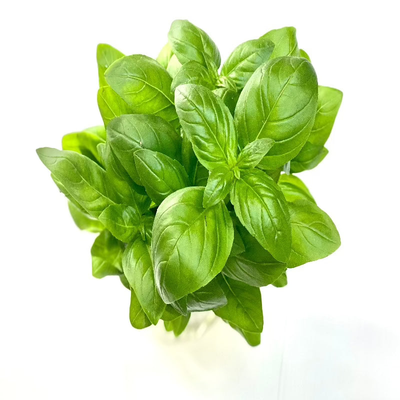 Basil